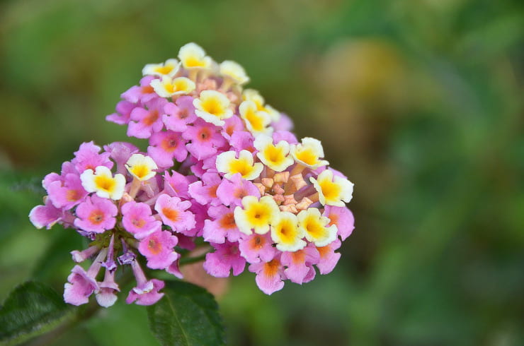 lantana come curare pianta