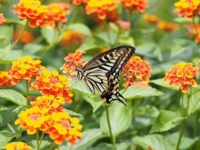 Lantana Come Curare La Pianta Tutti I Consigli Pratici