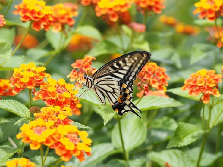 lantana come curare pianta