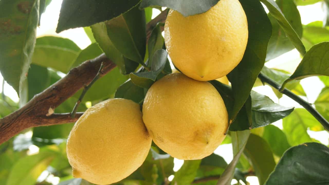 coltivare limoni