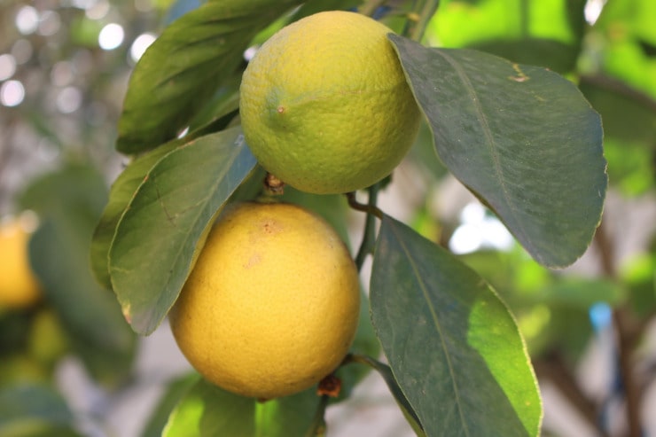 coltivare limoni