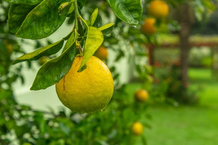 coltivare limoni