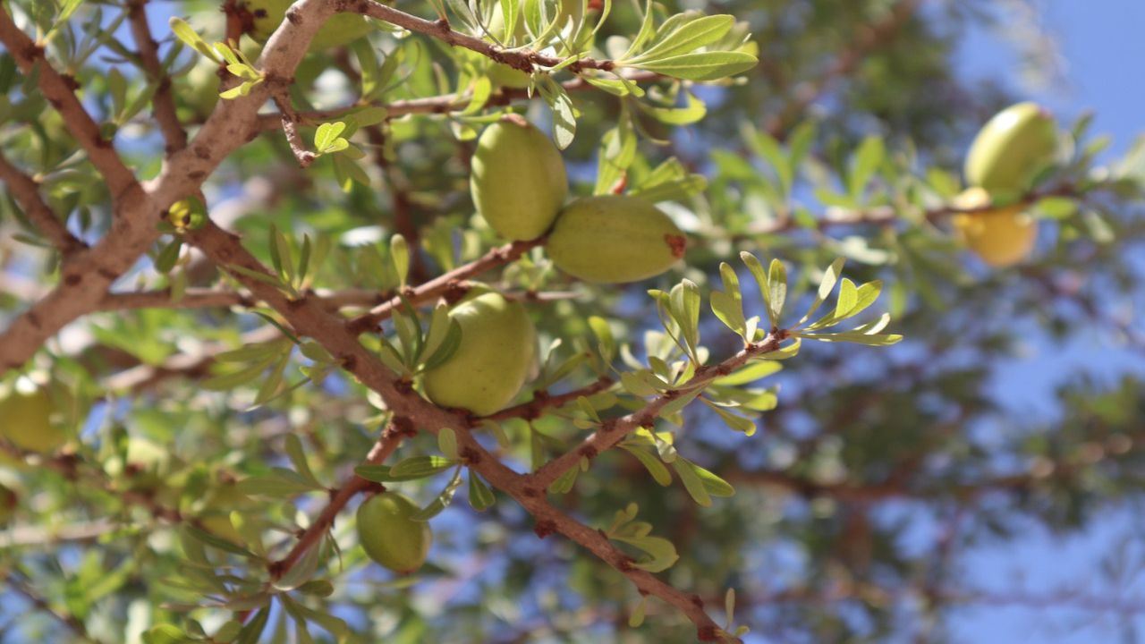 Albero di ulivo: come coltivarlo per ottenere un ricco raccolto