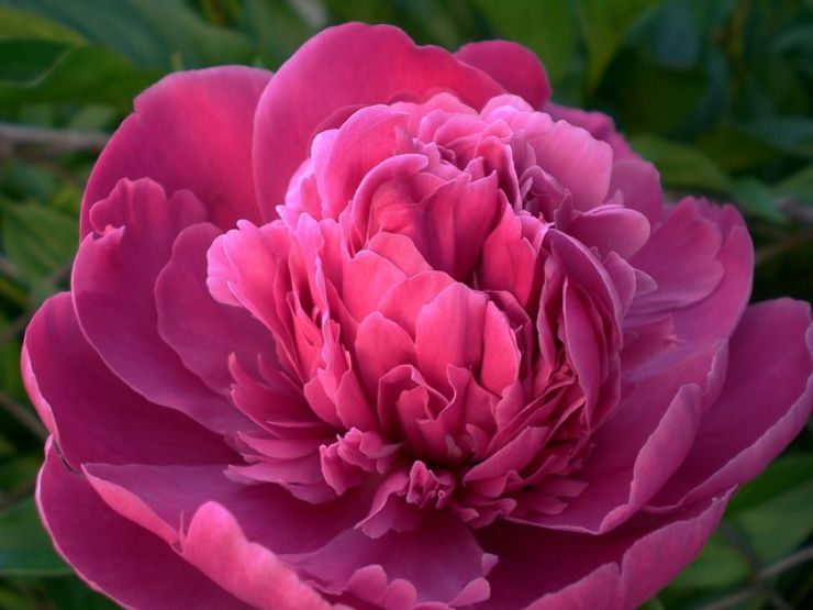 Coltivare peonie: le cure necessarie per una crescita rigogliosa