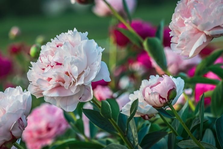 Coltivare peonie: le cure necessarie per una crescita rigogliosa