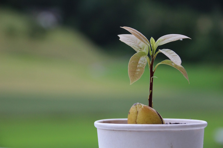 piantina avocado