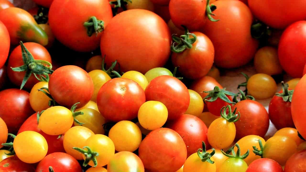 pomodori varietà