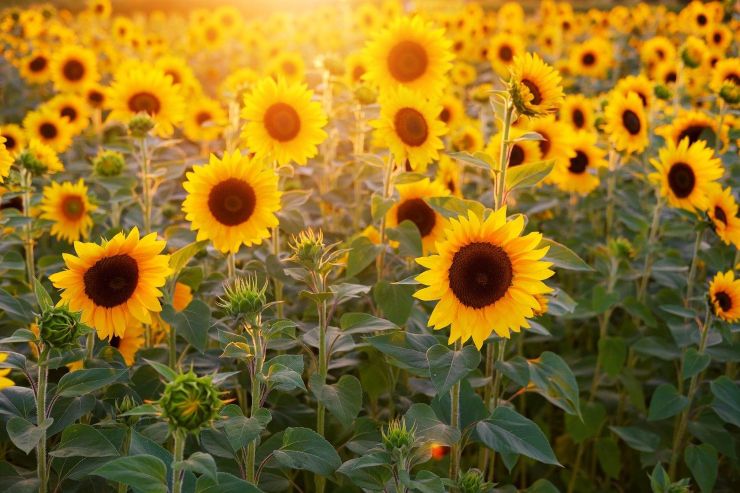 Come e perchè i girasoli si girano verso il Sole: la risposta della scienza