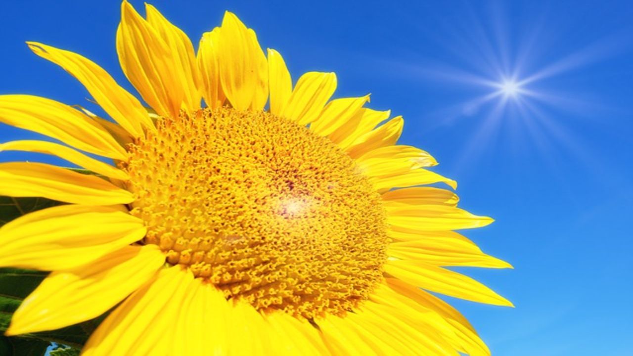 Come e perchè i girasoli si girano verso il Sole: la risposta della scienza