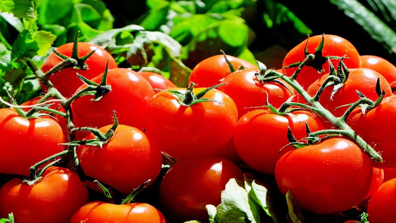 Pomodori: le proprietà e i benefici sull'organismo