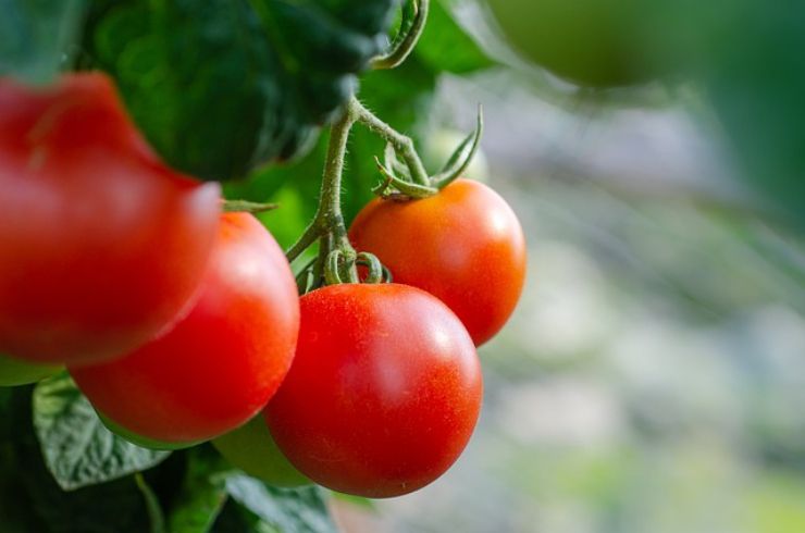 Pomodori: le proprietà e i benefici sull'organismo