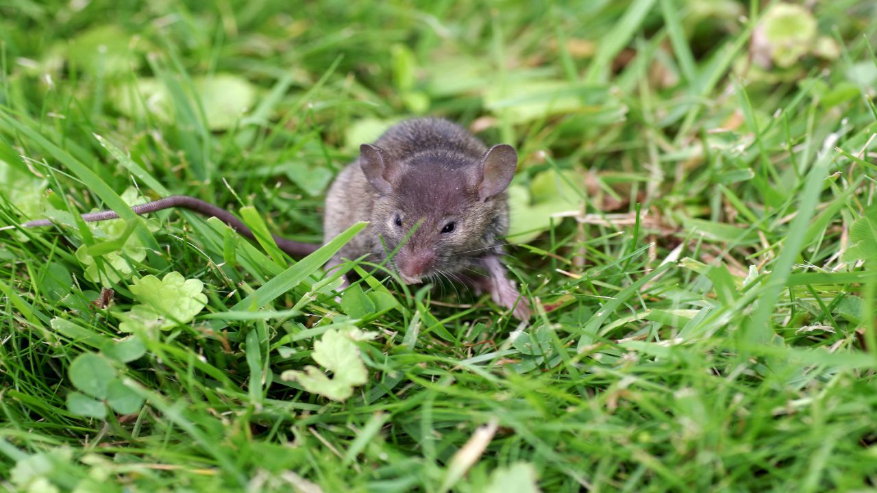 Invasione dei ratti in giardino: come allontanarli definitivamente