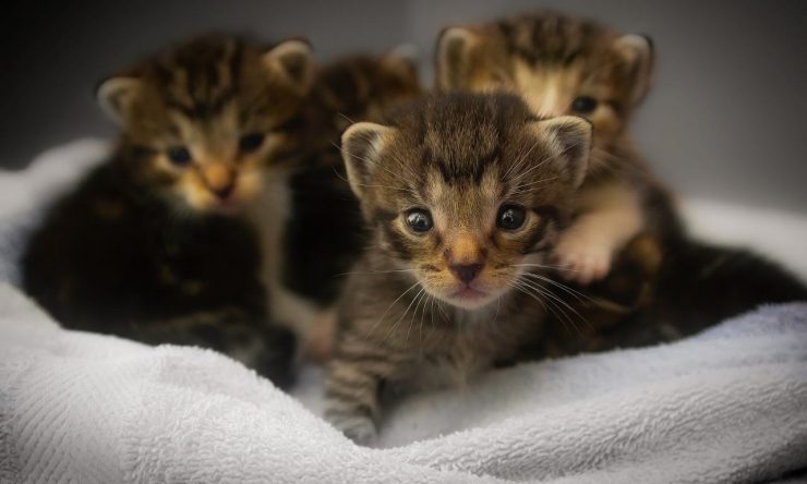 gattini, allergia al pelo di gatto