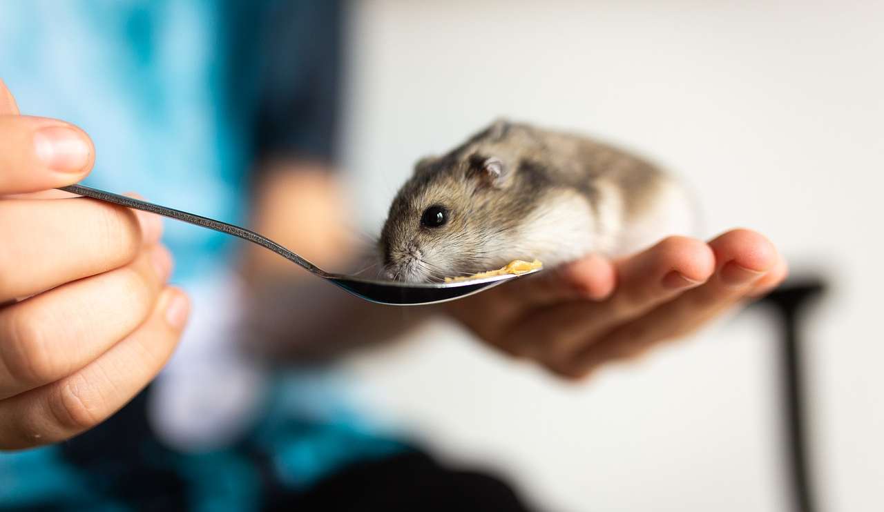 Il criceto e i bambini