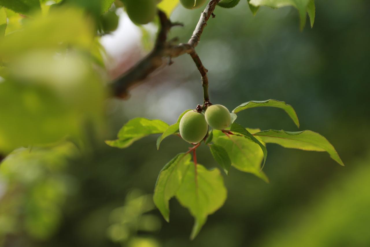 albicocche albero