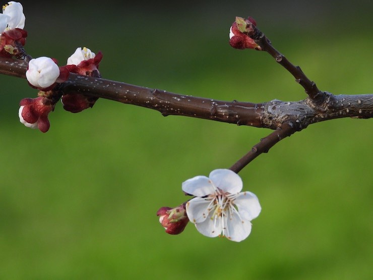 albicocche fiori