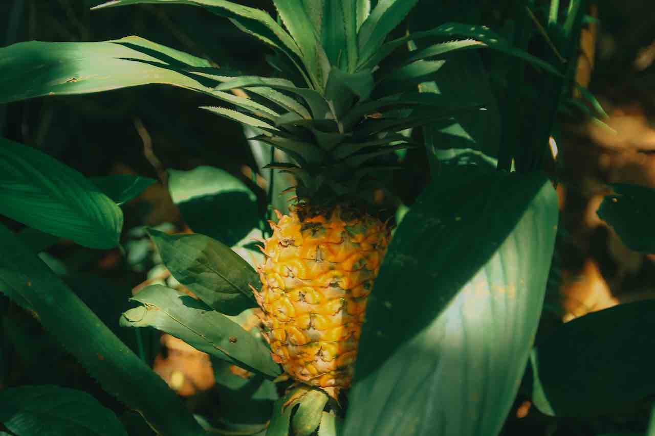 ananas su pianta