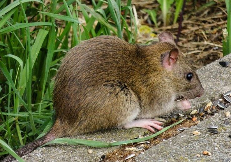 Invasione dei ratti in giardino: come allontanarli definitivamente