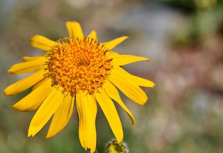 Traumi e contusioni: 3 rimedi naturali contro i sintomi