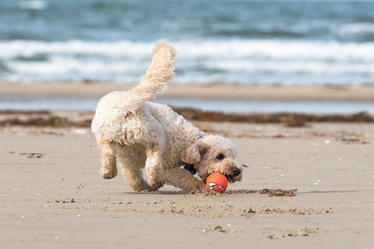 Animali domestici e caldo: come evitare rischi per la loro salute