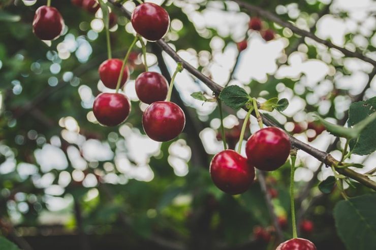 Ciliegie e creme di bellezza: come sfruttare le proprietà di questo frutto