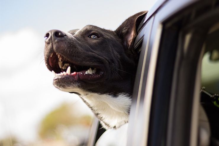 Animali domestici e caldo: come evitare rischi per la loro salute