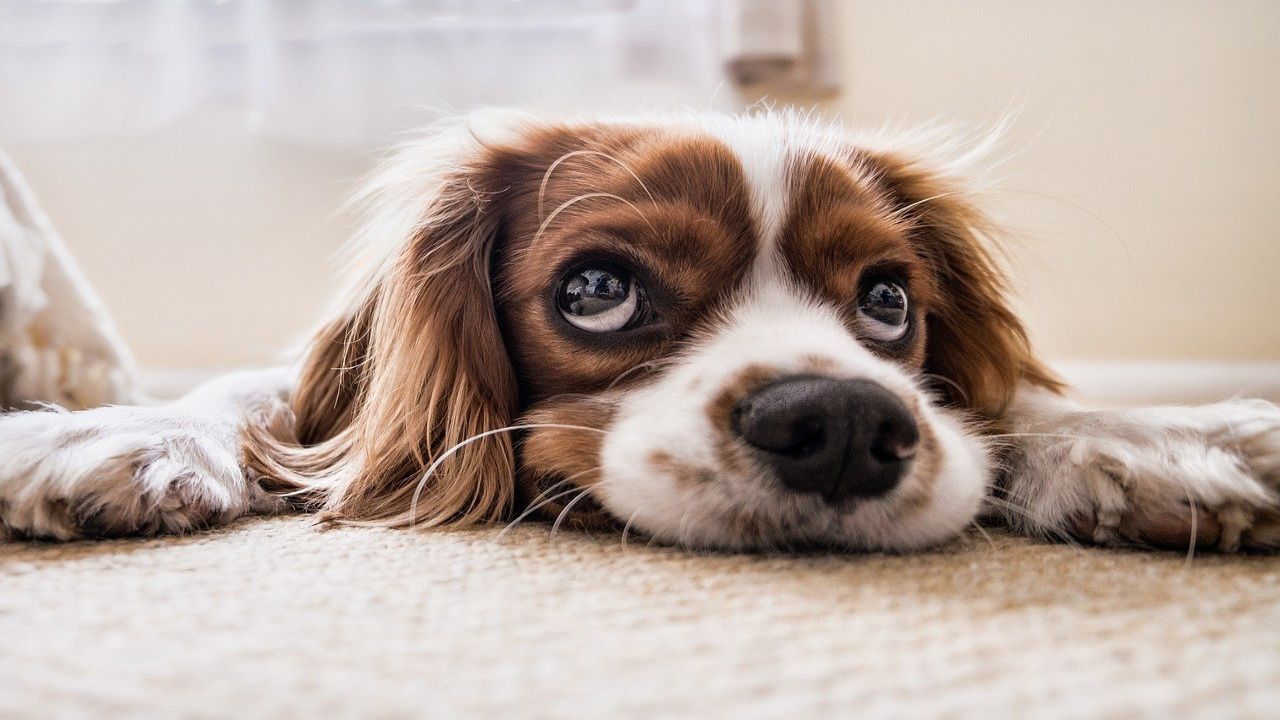 Animali domestici e caldo: come evitare rischi per la loro salute