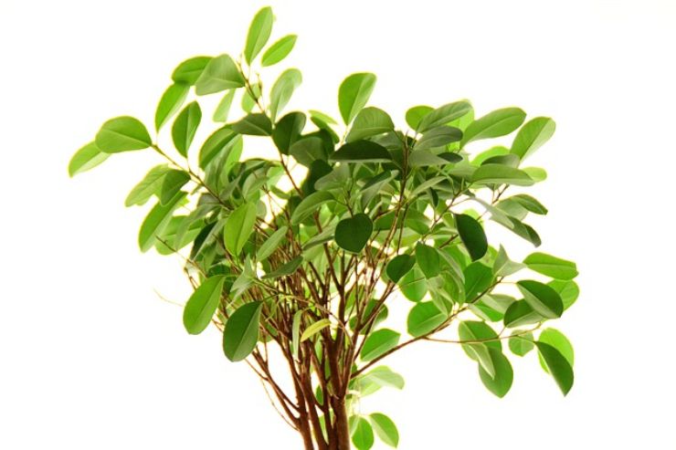 Ficus benjamin: le cure necessarie per mantenerlo in salute