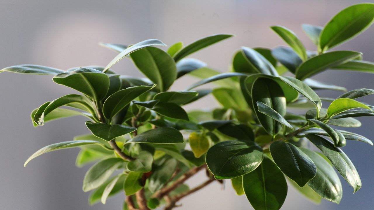 Ficus benjamin: le cure necessarie per mantenerlo in salute