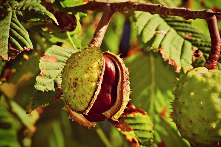 Vene varicose: cause, sintomi e rimedi naturali più efficaci