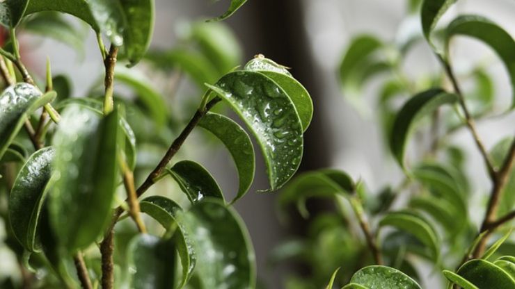 Ficus benjamin: le cure necessarie per mantenerlo in salute