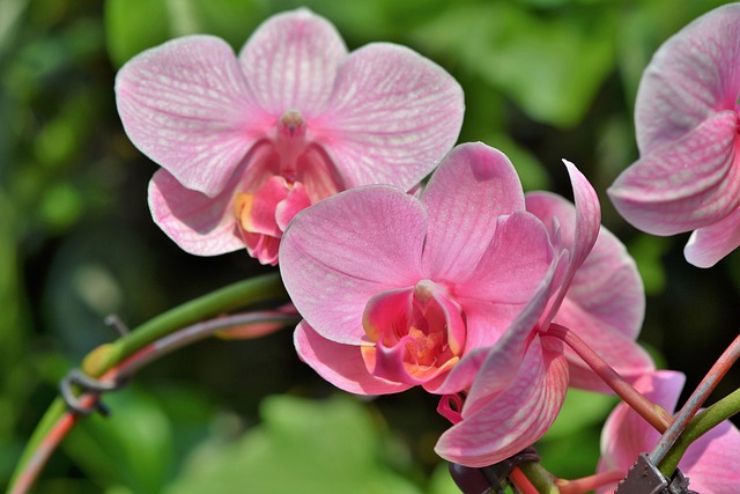 Radici orchidea marce: cause e rimedi