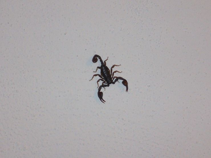 Scorpioni in casa: 4 accorgimenti da adottare per allontanarli
