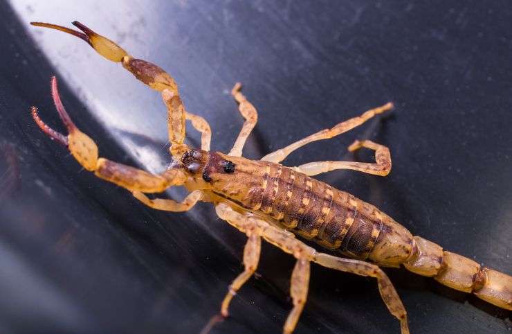 Scorpioni in casa: 4 accorgimenti da adottare per allontanarli