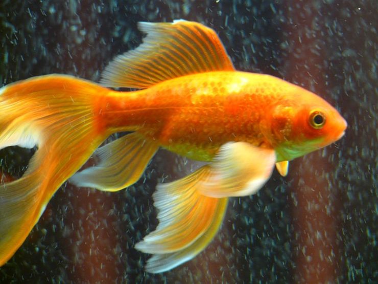 Liberare pesci rossi nei fiumi o nei laghi: ecco perchè non bisogna farlo