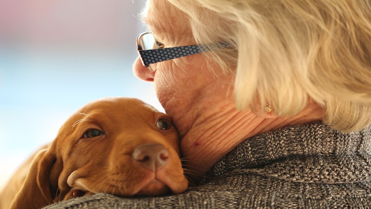 Le 6 razze di cani più adatte ai pensionati