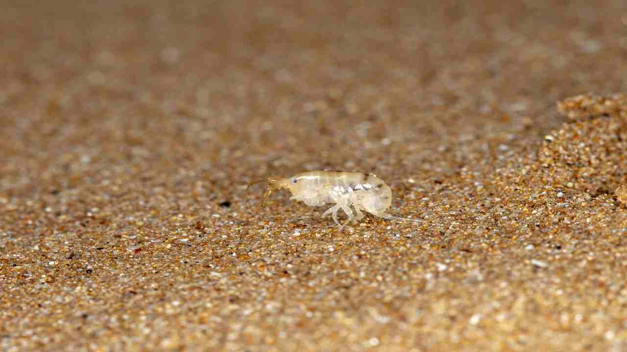 Pulci di mare: cosa sono e cosa fare in caso di puntura