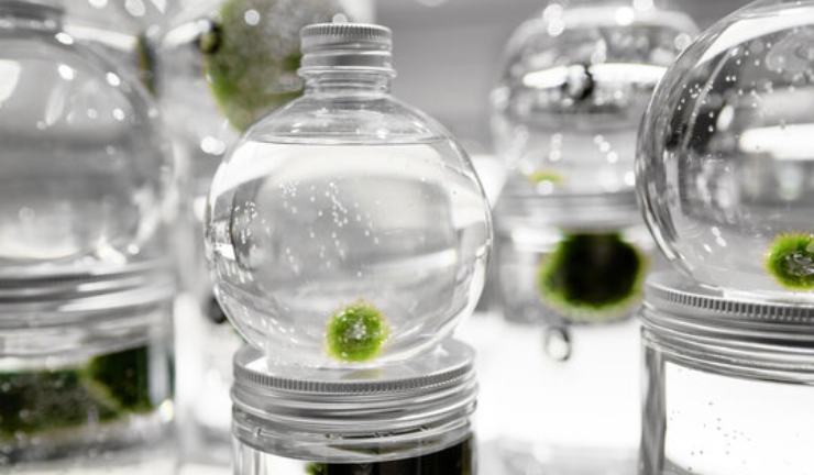 Marimo