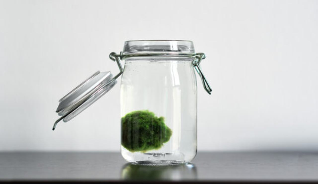 Marimo