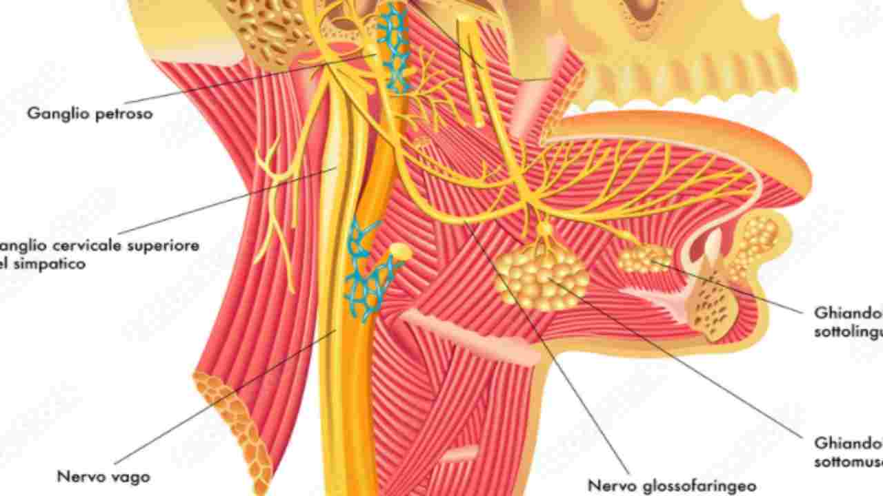 Nervo vago: come migliorarne le funzioni