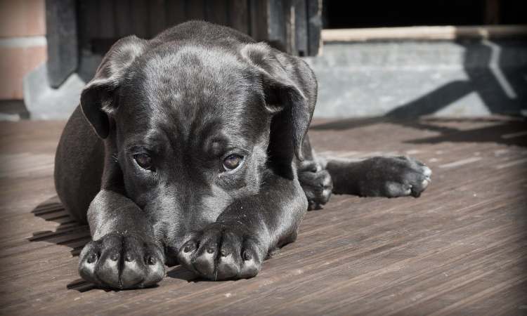 razza di cani a rischio