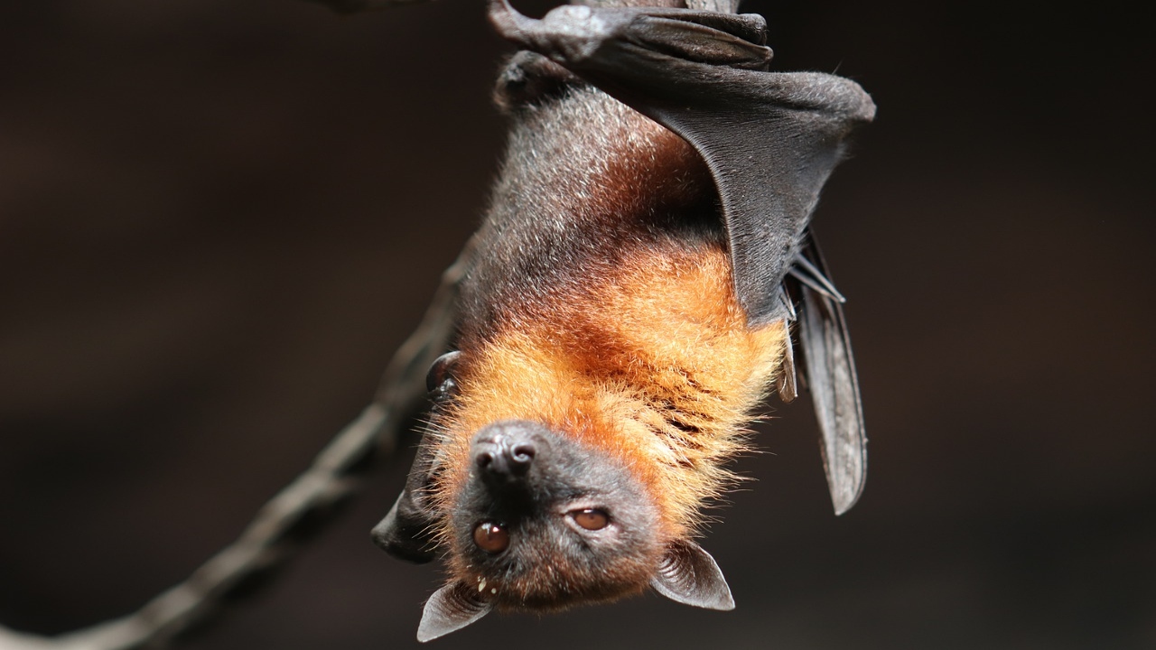 I pipistrelli sono pericolosi per l'uomo? La verità su questi animali