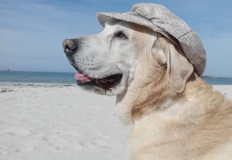 Cane in spiaggia: i pericoli a cui prestare attenzione