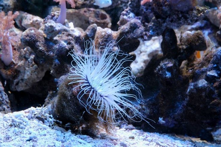 Cosa fare in caso di punture di animali marini, dalle attinie ai coralli