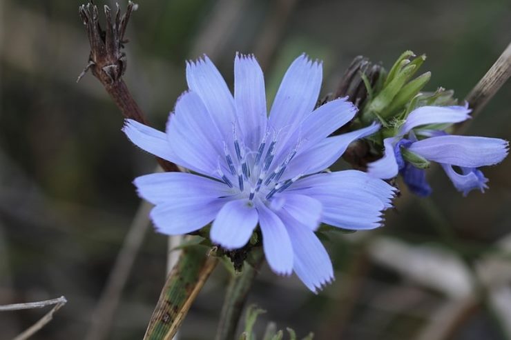 Ipocondria: cos'è e come si combatte con i rimedi naturali