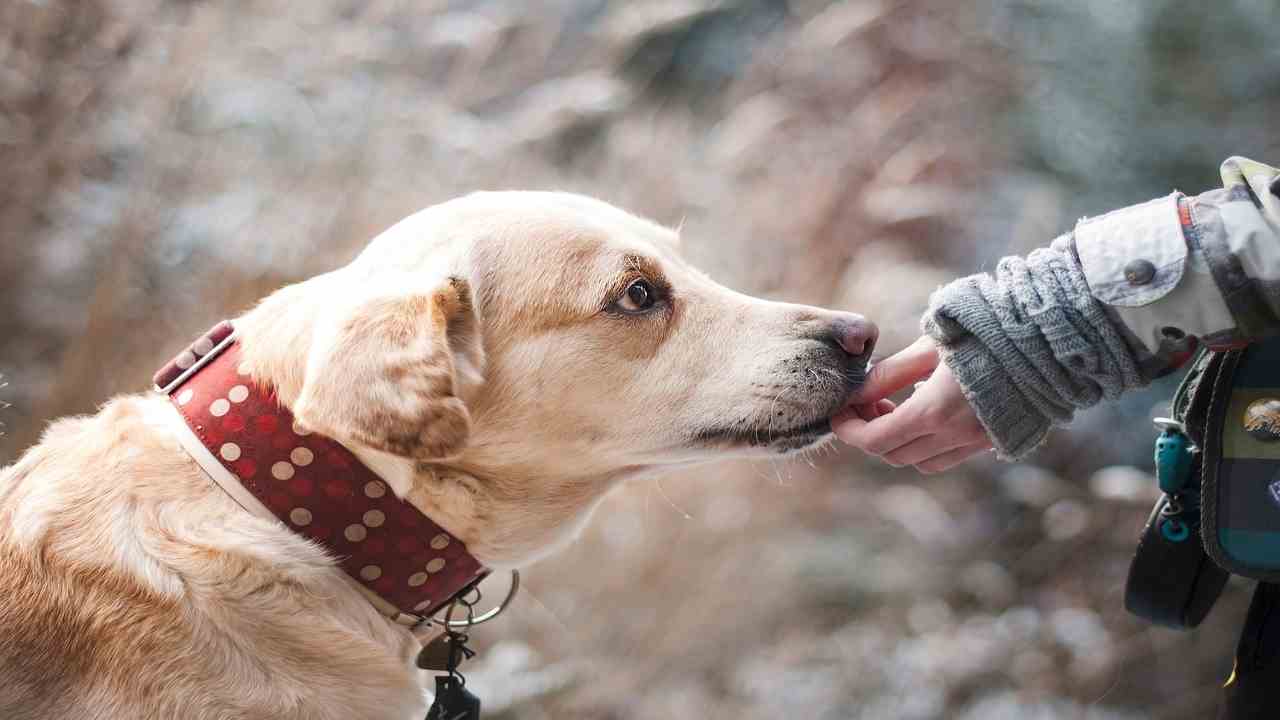 Come rinunciare al proprio cane senza abbandonarlo