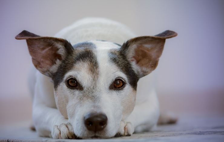 Come rinunciare al proprio cane senza abbandonarlo