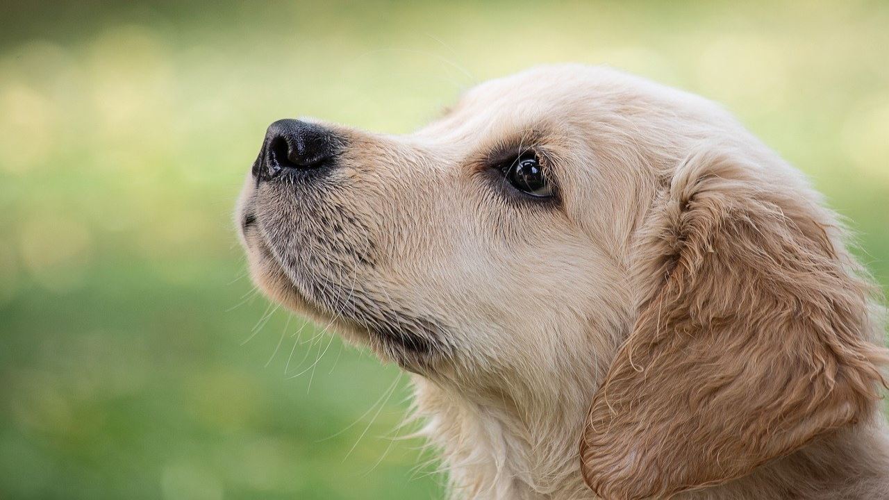 Cani che abbaiano troppo: come farli smettere con un trucco miracoloso