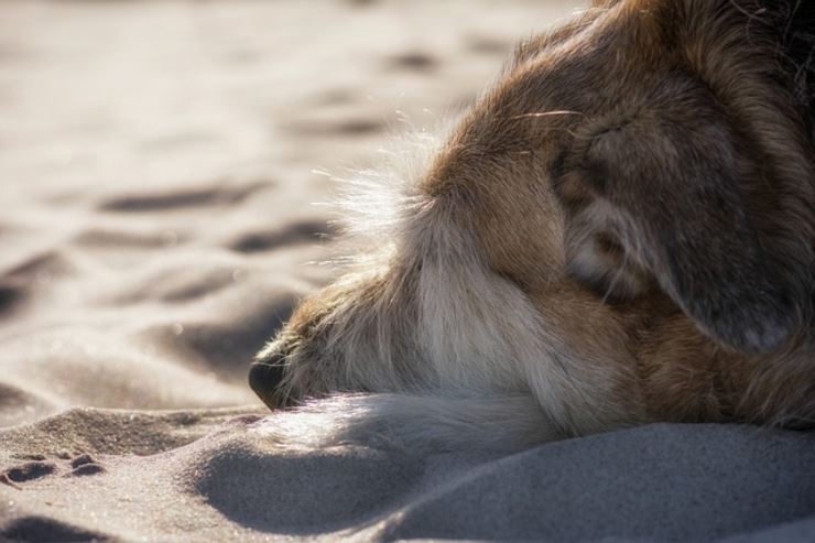 Cane in spiaggia: i pericoli a cui prestare attenzione