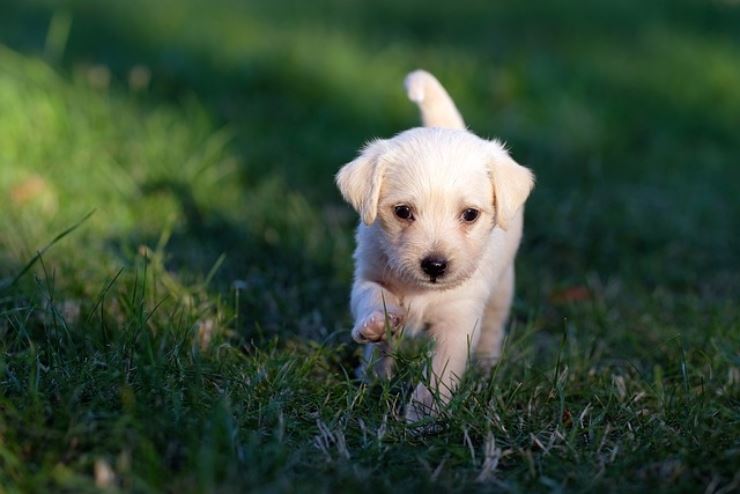 Gli animali domestici possono contrarre il covid? La risposta degli esperti